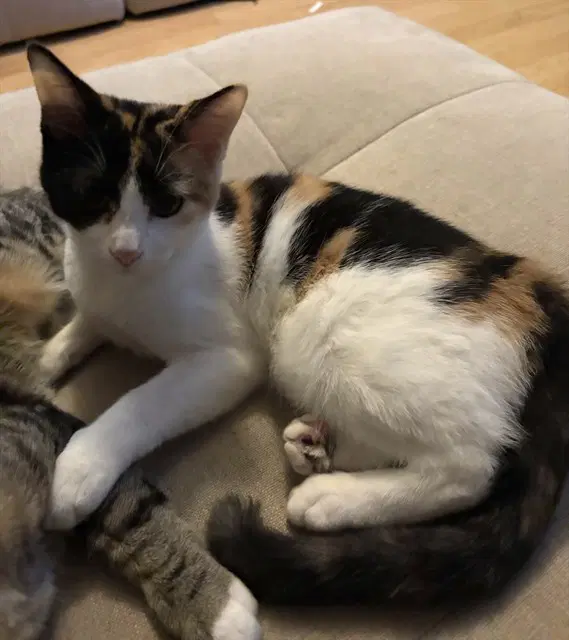 Calie - Domestic Short Hair