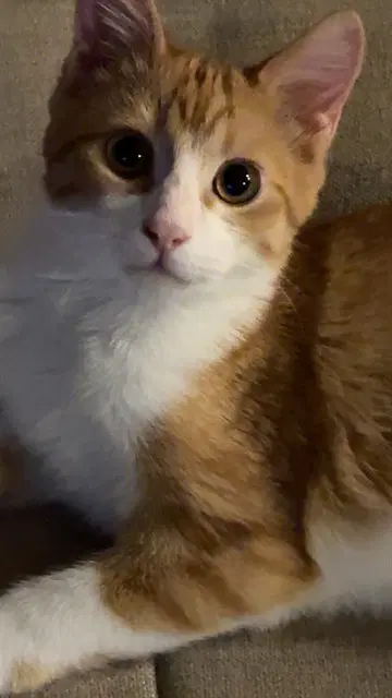Cheese - Domestic Short Hair
