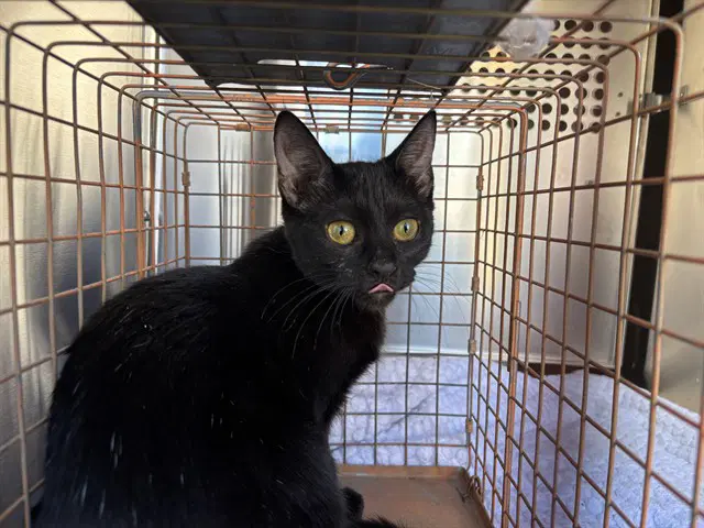 Spotless - Domestic Short Hair