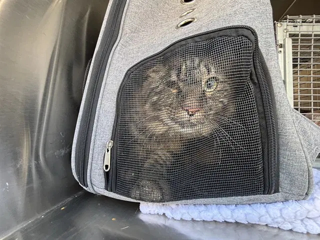 Thing - Norwegian Forest Cat