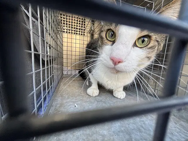 Thing - Domestic Short Hair