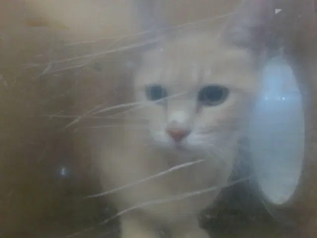 Mscuddles - Domestic Short Hair