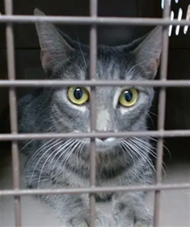 Stacy - Domestic Short Hair
