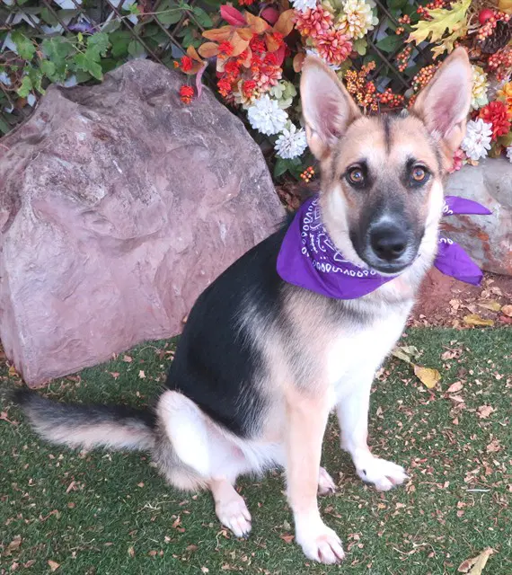 Molly - German Shepherd Dog