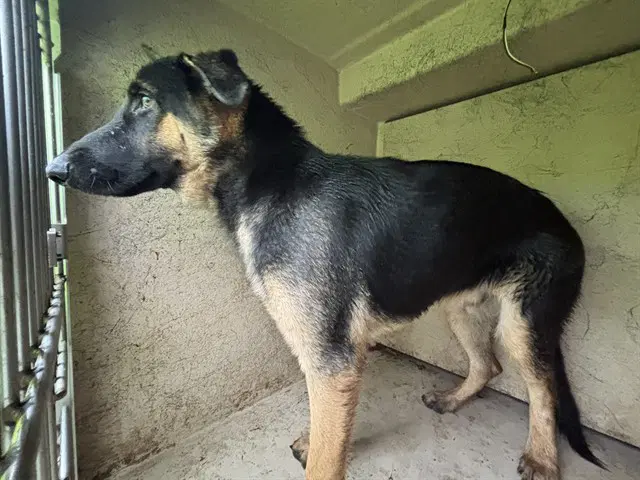 Max - German Shepherd Dog