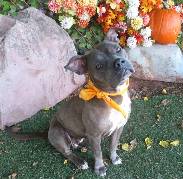 Lily - Pit Bull Terrier
