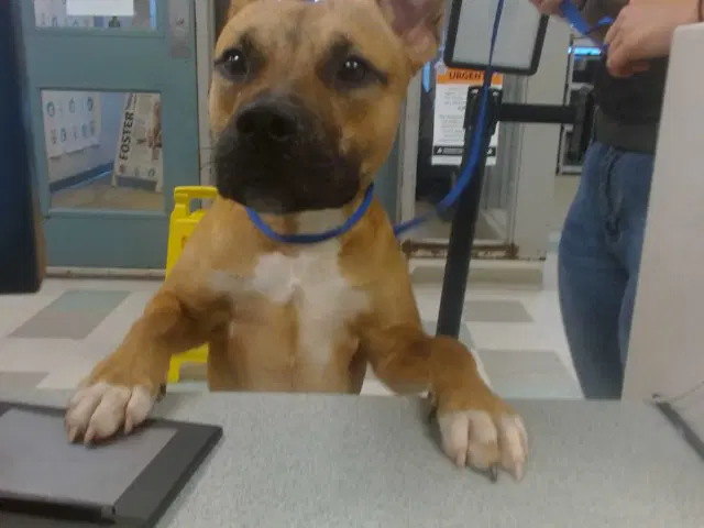Unknown - Black Mouth Cur