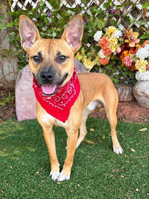 Unknown - Black Mouth Cur