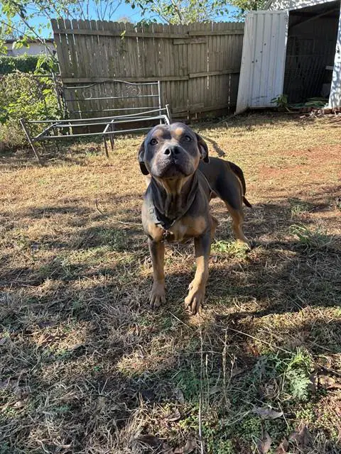 Minnie - Pit Bull Terrier