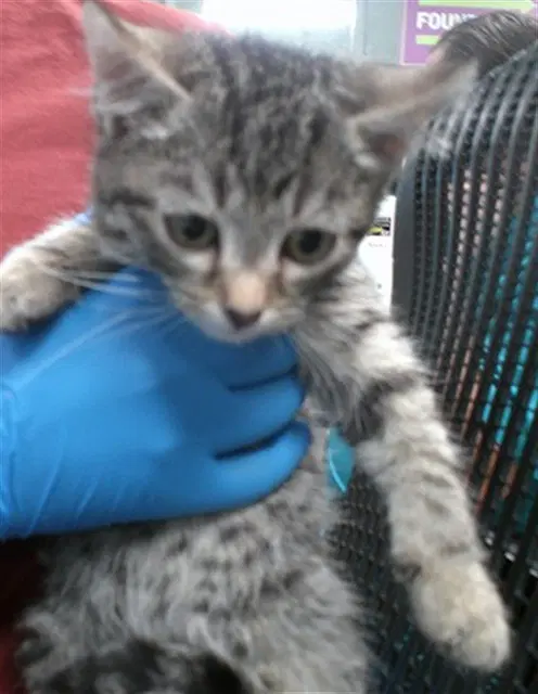 Unknown - Domestic Short Hair