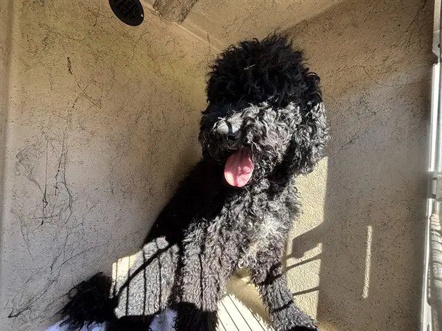 Unknown - Poodle (Standard)