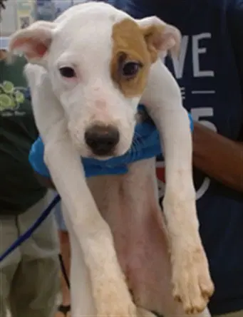 Unknown - Terrier