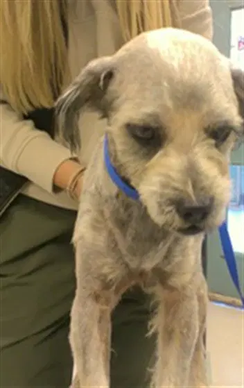 Unknown - Miniature Schnauzer