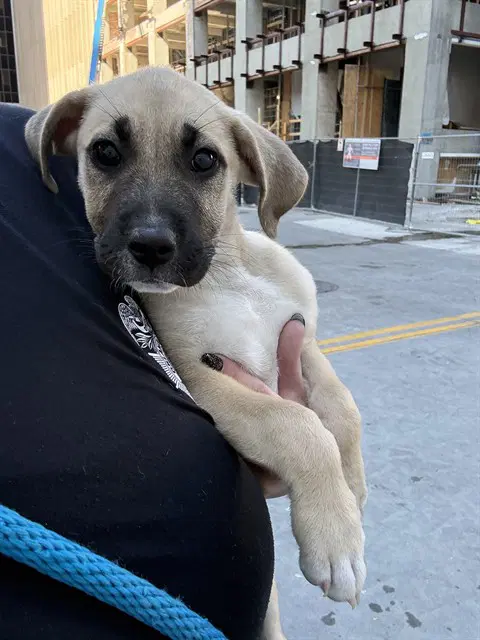 Unknown - Anatolian Shepherd