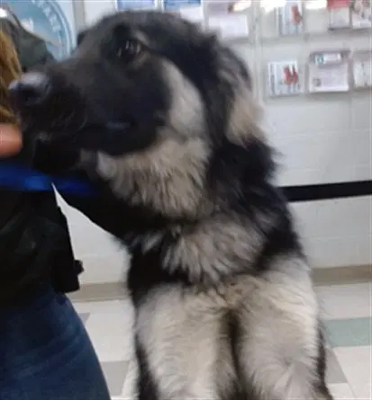 Unknown - German Shepherd Dog