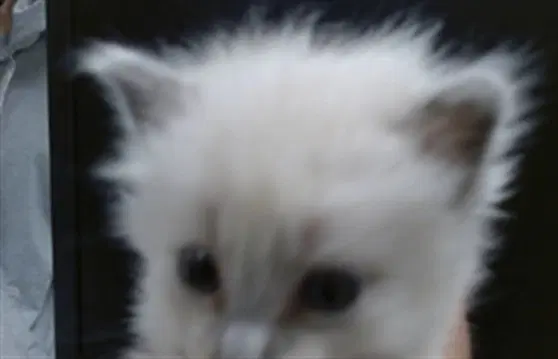 Unknown - Domestic Long Hair