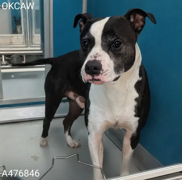 Gus - Pit Bull Terrier