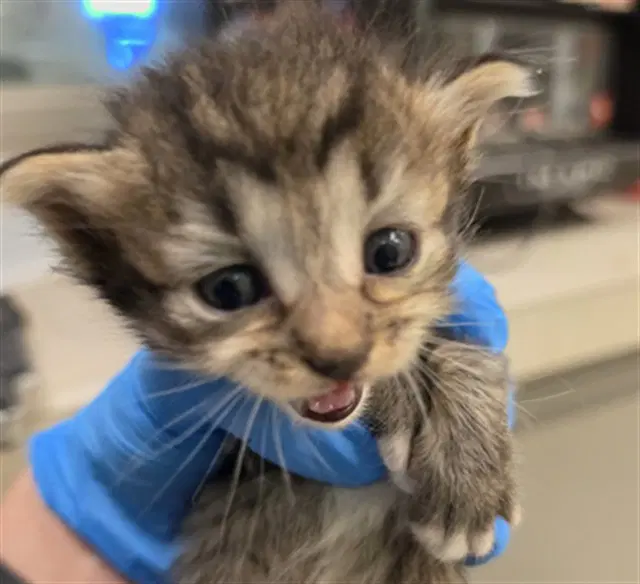 Felix - Domestic Medium Hair