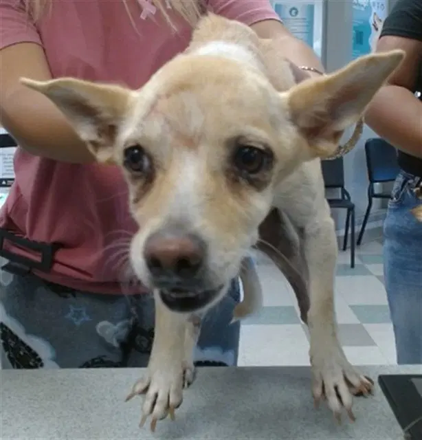 Peanut - Chihuahua