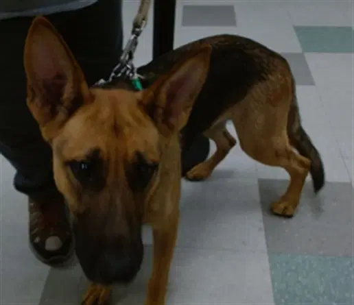 Susan - German Shepherd Dog