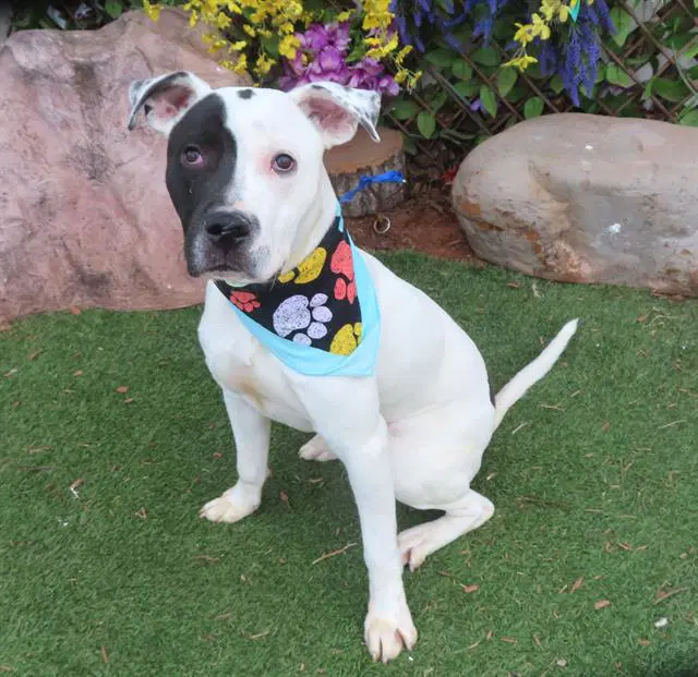 Domino - American Pit Bull Terrier