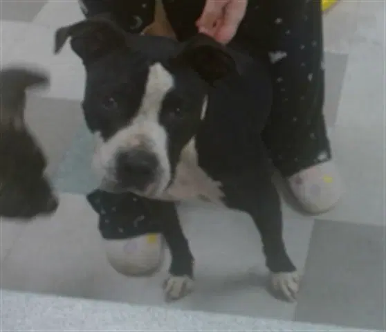 Keda - Pit Bull Terrier