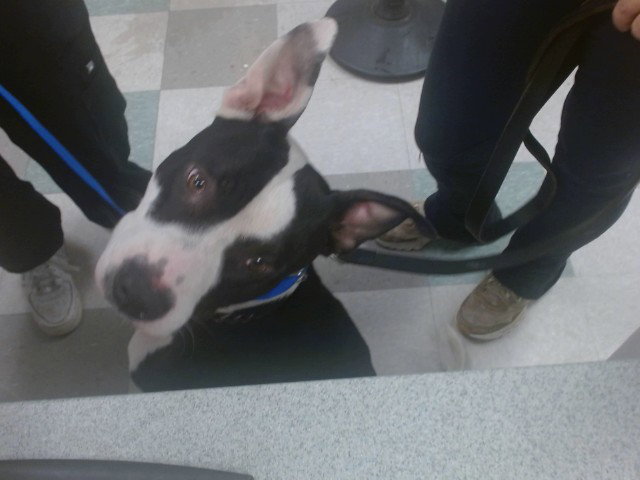 BRUCE