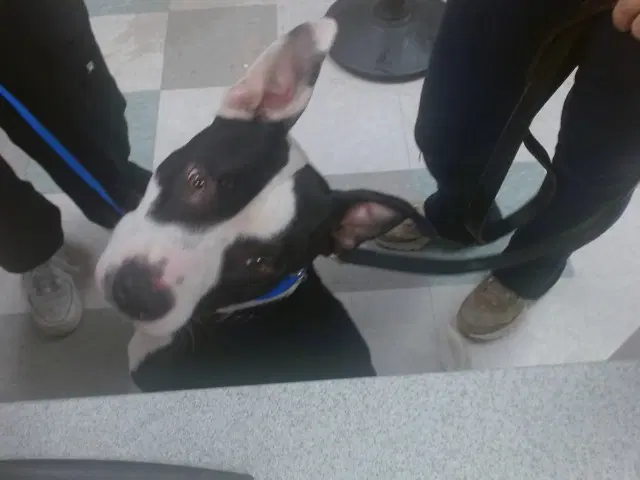 Bruce - Pit Bull Terrier