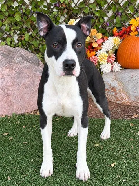 Bruce - Pit Bull Terrier
