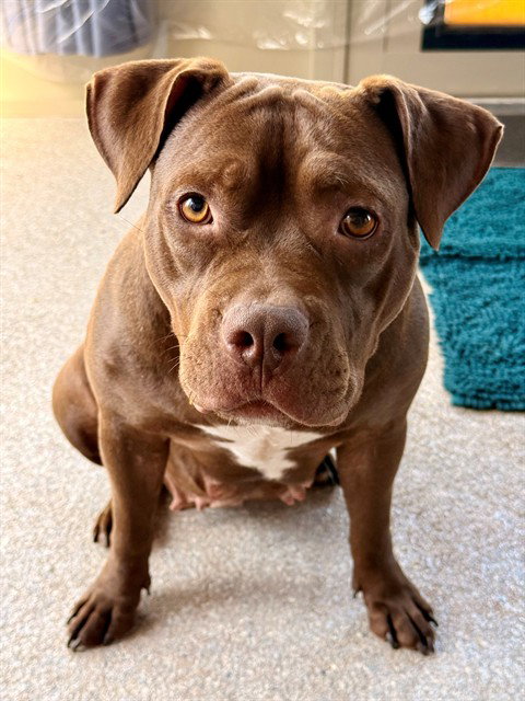 HAZEL