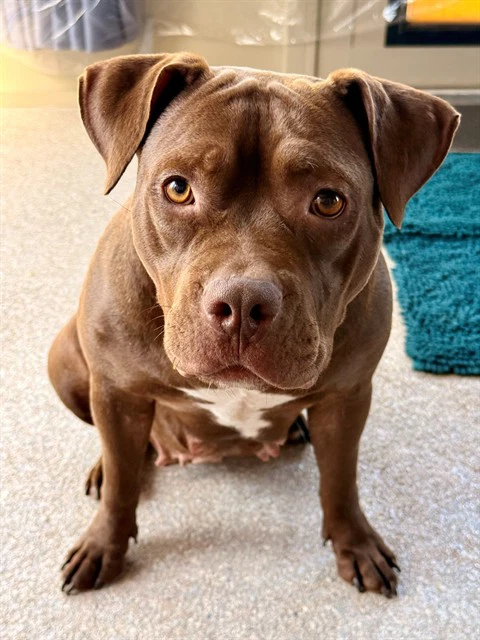 Hazel