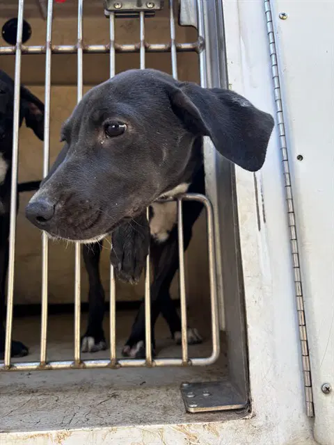 Unknown - Pit Bull Terrier