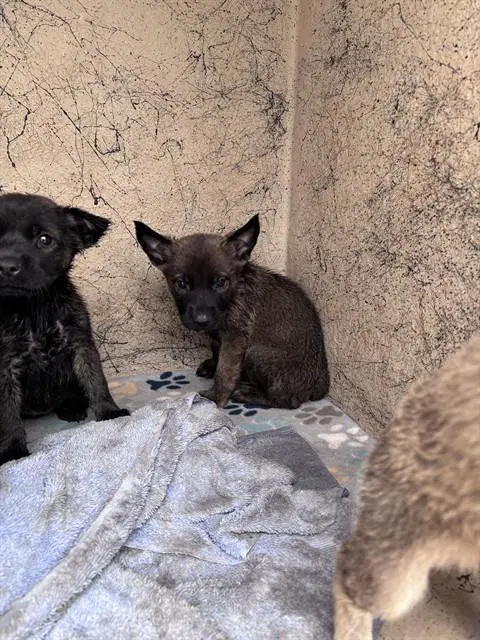 Unknown - German Shepherd Dog