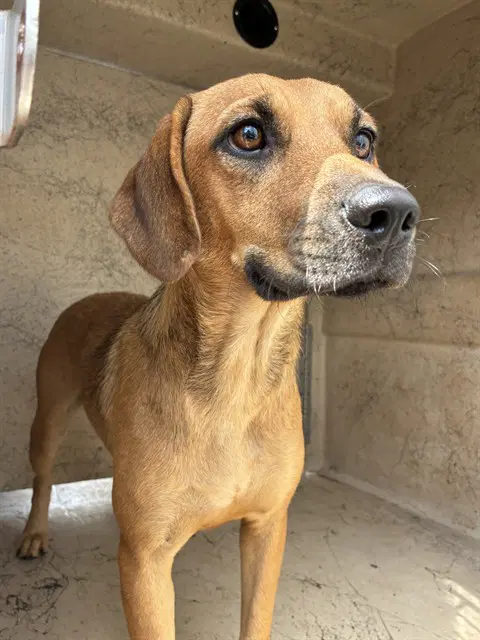 Pumpkin - Hound