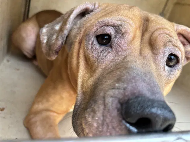 Sophia - Pit Bull Terrier