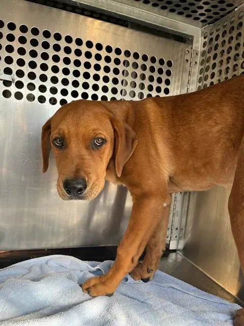 Max - English Coonhound