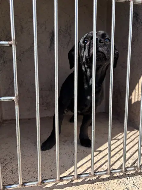 Max - Dachshund
