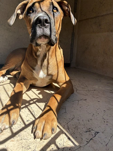 Brandy