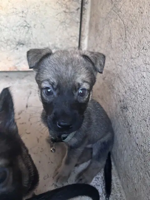 Unknown - German Shepherd Dog