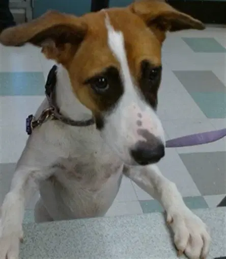 Amy - Terrier