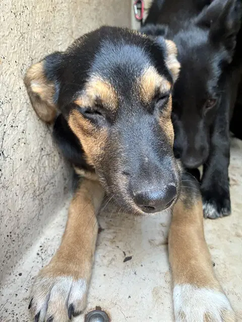 Max - German Shepherd Dog