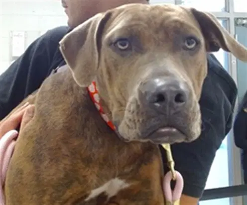 Belinda - Pit Bull Terrier