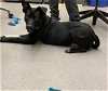 adoptable Dog in georgetown, TX named SCARLET