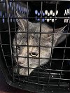 adoptable Cat in georgetown, TX named KITTY BANG BANG
