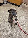 adoptable Dog in georgetown, TX named ZEUS