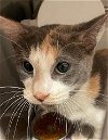 adoptable Cat in georgetown, TX named PEACH
