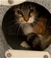 adoptable Cat in georgetown, TX named DULCE