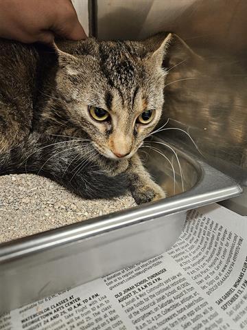 adoptable Cat in Georgetown, TX named MARY JANE