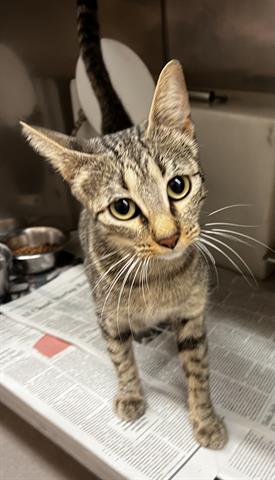 adoptable Cat in Georgetown, TX named CHERRY