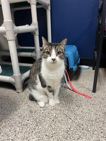 adoptable Cat in Georgetown, TX named DEEDEE